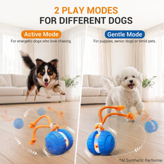 pamlulu comparée à une main pour visualiser la taille adaptée aux petits chiens