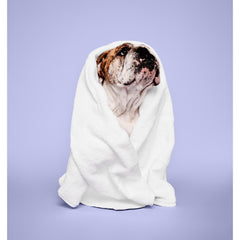 Paul Mitchell Pet application sur chien, facilite le brossage et calme