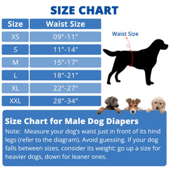 Paw Legend ceinture en utilisation sur chien pour prévention fuites