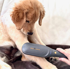 PAW WAVE en action sur chien apportant détente et réchauffement musculaire