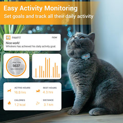 Pawfit LED allumée au crépuscule améliore repérage nocturne