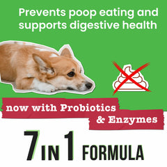 Pawsential zoom sur ingrédients probiotiques pour soutien digestif