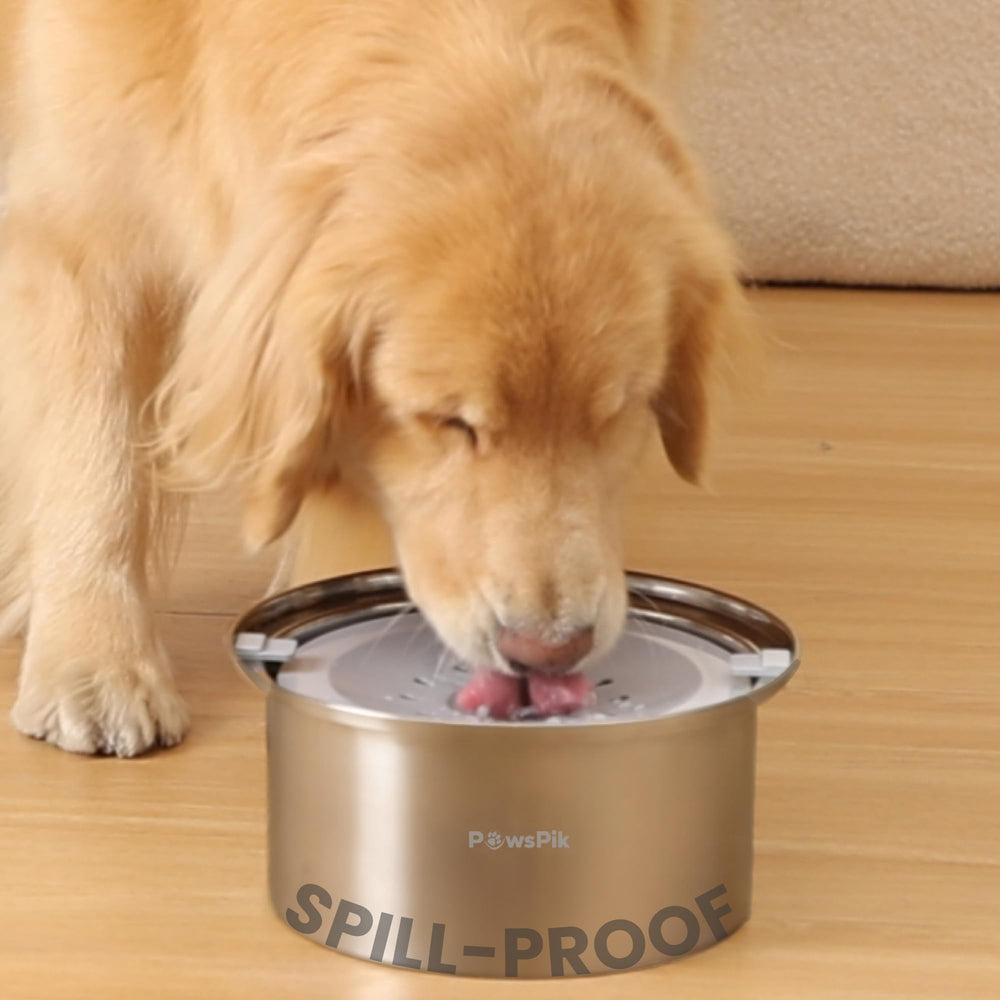 PawsPik gamelle face avant montrant stabilité et capacité