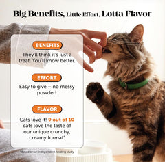 Pet Honesty chat qui saute sur une table, mobilité améliorée