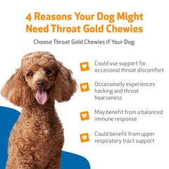 Pet Wellbeing mains donnant un chew au chien, administration sans gâchis