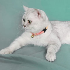 PetSoKoo collier porté par un chat illustrant légèreté et ajustement sûr