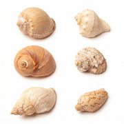 Petawi coquille face avant emballage montre assortiment sûr