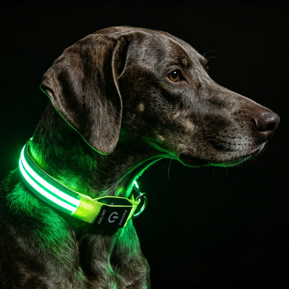 PetIsay collier face principale montrant design et visibilité améliorée