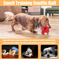 Petration snuffle ball chien en train de renifler stimulant l'odorat