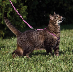 PetSafe gros plan tissu et coutures pour durabilité et confort