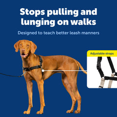 PetSafe gros plan boucle martingale montrant pression graduelle sécurisée pour épaules