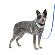 PetSafe harnais Easy Walk vue avant montrant l'attache frontale et meilleur contrôle