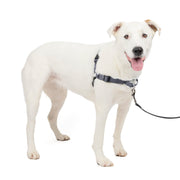 PetSafe vue avant du harnais montrant la fixation frontale pour meilleur contrôle