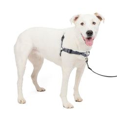 PetSafe vue avant du harnais montrant la fixation frontale pour meilleur contrôle
