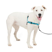 PetSafe Easy Walk Deluxe vue avant pour identification facile et ajustement sécurisé