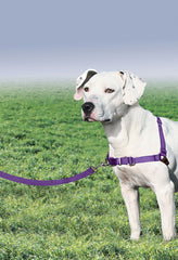 PetSafe boucle martingale en gros plan illustrant contrôle doux