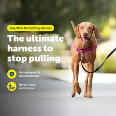 PetSafe gros plan boucle martingale montrant contrôle progressif sans étouffer