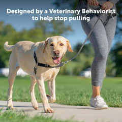 PetSafe harnais Easy Walk profil sarcelle, confort et liberté de mouvement