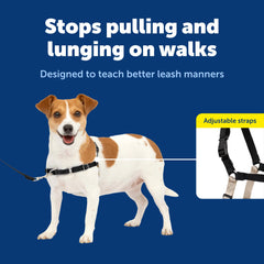 PetSafe chien portant le harnais en promenade urbaine pour sécurité