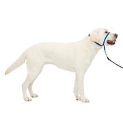 PetSafe visage avant du Gentle Leader bleu royal, maintien sûr et confortable