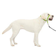 PetSafe Gentle Leader face avant de l’emballage montrant couleur apple green et taille