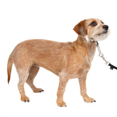 PetSafe vue avant du Gentle Leader montrant l’emballage et l’ajustement