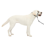 PetSafe Gentle Leader face avant montrant harnais-tête et finition confortable