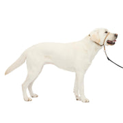 PetSafe vue avant du Gentle Leader montrant l'ajustement sûr et confortable