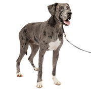 PetSafe Gentle Leader vue avant montrant ajustement sécurisé et confort