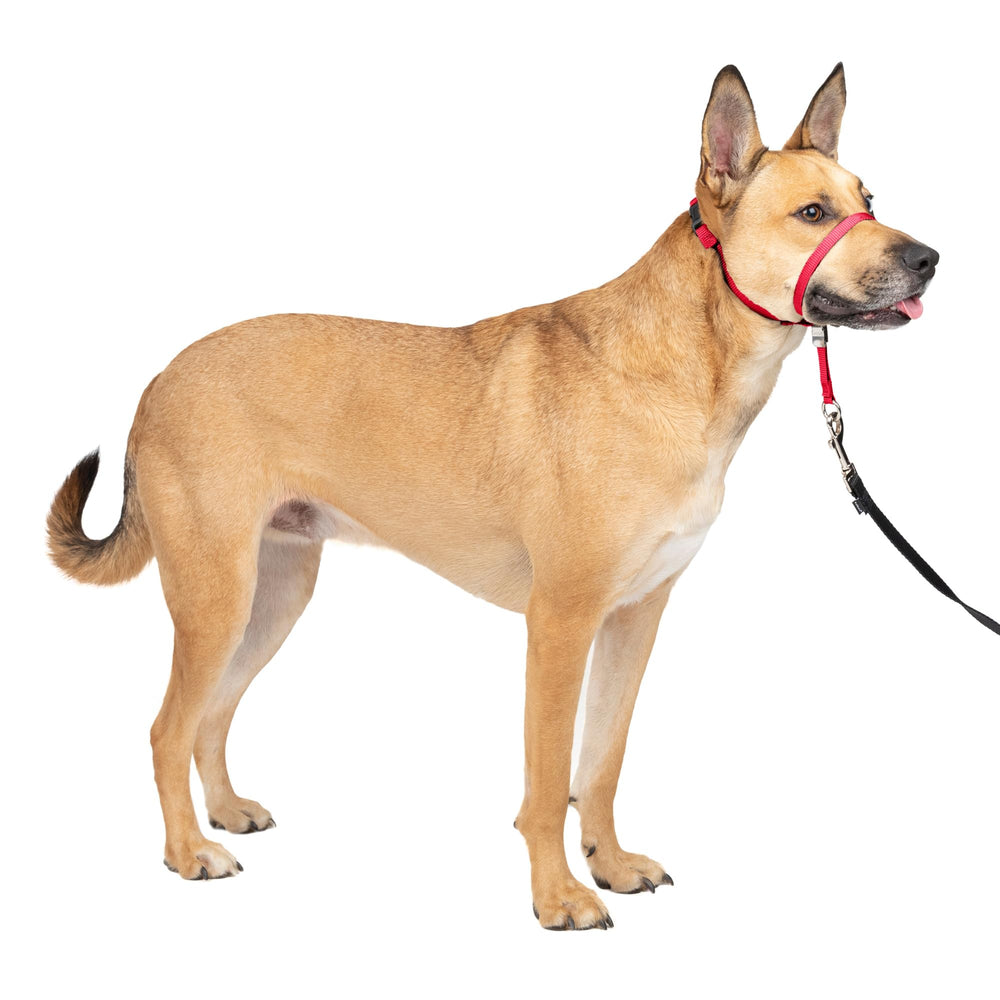 PetSafe vue avant du packaging montrant le collier et bénéfice meilleur contrôle