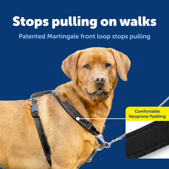 PetSafe boucle-ceinture intégrée sécurisant le chien pendant le trajet en voiture