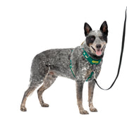 PetSafe harnais vue avant vert montrant confort et contrôle