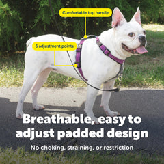 PetSafe harnais bandes réfléchissantes augmentant la visibilité nocturne