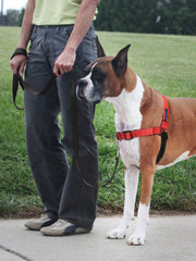 PetSafe harnais néoprène rembourré pour confort prolongé
