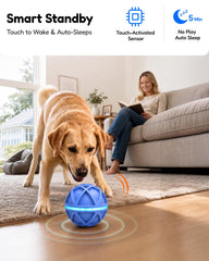 PetZest ballon utilisé dans jardin pour exercice et jeu actif