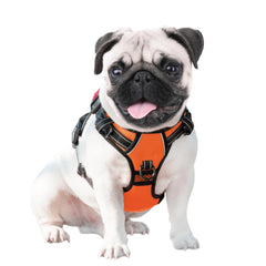 PHOEPET harnais anneau arrière pour attache classique et confort contrôlé