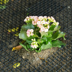 pomeat tapis sur pot de fleurs empêchant grattage et dégâts