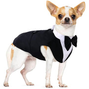 PUMYPOREITY tuxedo face avant montrant un look soigné et élégant
