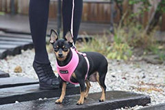 Puppia harnais porté sur chien promesse de balade confortable