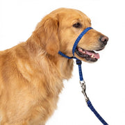 PupSensei vue avant du headcollar pour contrôle confortable