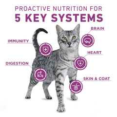 Purina ONE gros plan sur morceaux tendres offrant texture et appétence