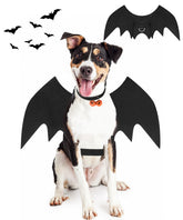 Pweituoet ailes de chauve-souris vue frontale et ensemble complet, transforme le chien