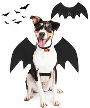 Pweituoet ailes de chauve-souris vue frontale et ensemble complet, transforme le chien