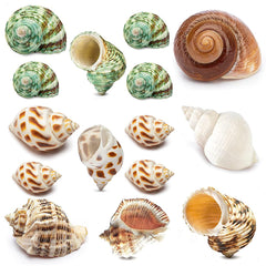QEQEKAKA ensemble de 15 coquilles naturelles montrant la variété des formes et un choix pratique