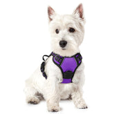rabbitgoo harnais violet vue avant du produit montrant coupe et boucles, sécurité accrue