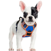 rabbitgoo harnais vue avant sur petit chien montrant protection et maintien