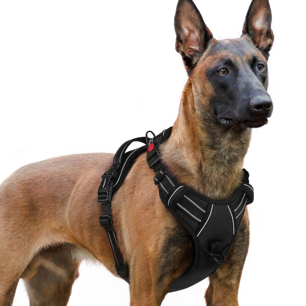 rabbitgoo harnais grand chien vu de face, maintien sûr et ergonomique