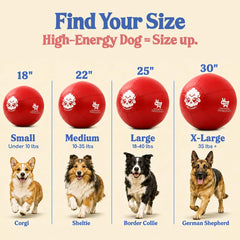 Race&Herd chien poussant la balle pour canaliser énergie et instincts