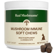 Real Mushrooms pot avant-plan montrant le format pratique et sûr