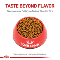 ROYAL CANIN gros plan sur croquettes digestibles pour meilleure absorption
